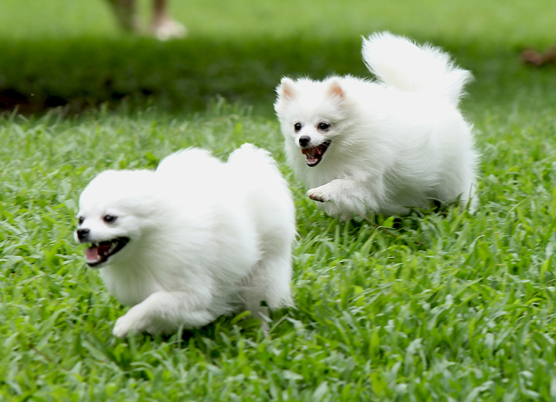 Does A Pomeranians Shed? The Definitive Answer You Should 