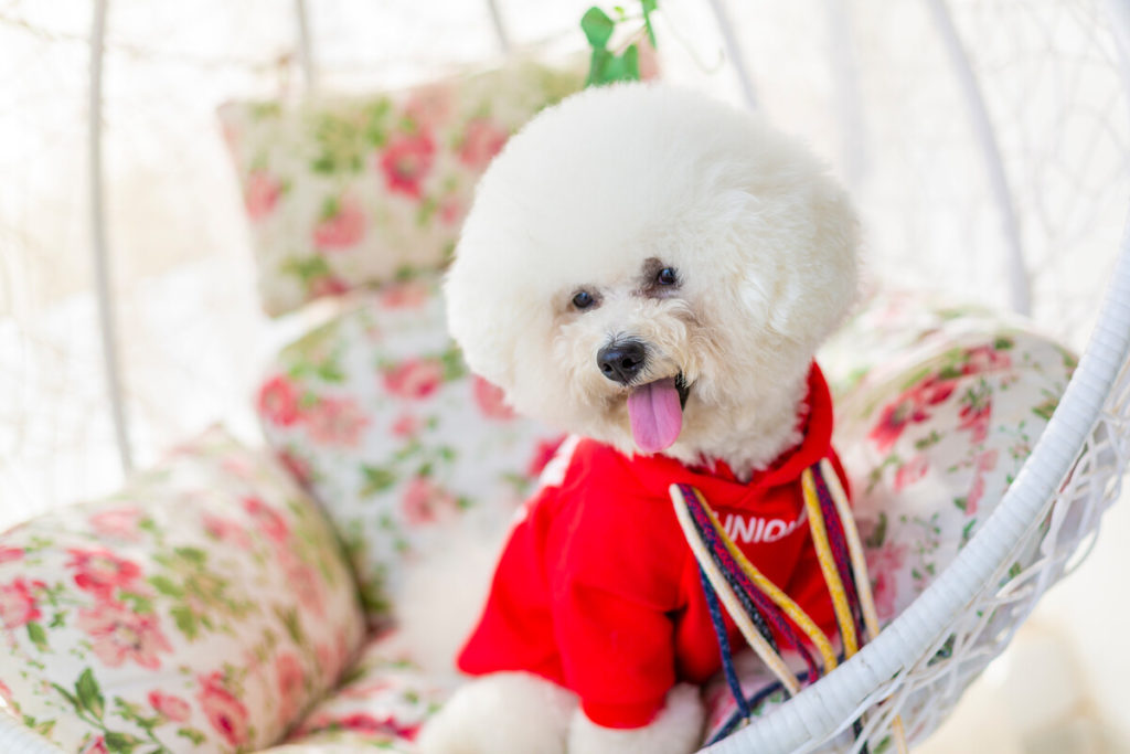 Fruits Dogs Can Have your Bichon Frise Can Enjoy