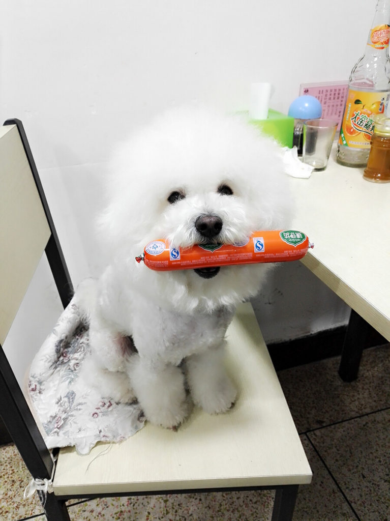 Can Bichon Frise Dogs Eat Fruit?