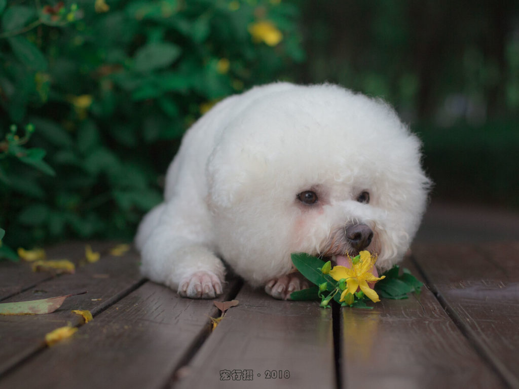 What Fruits Can Puppies Eat?