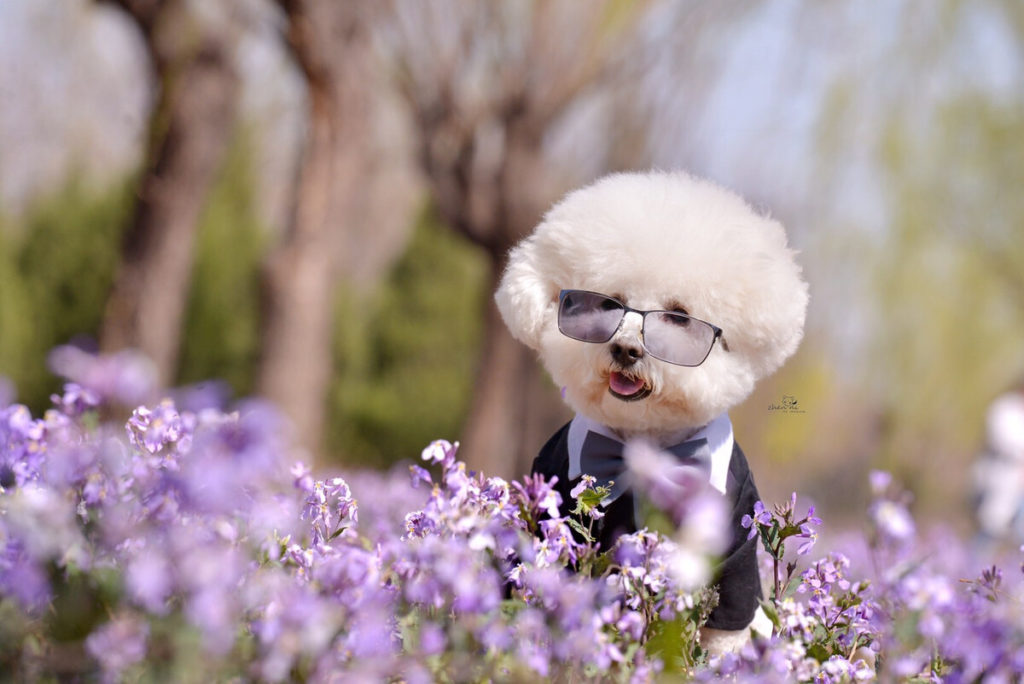 What are Fruit Safe for Bichon Frise?