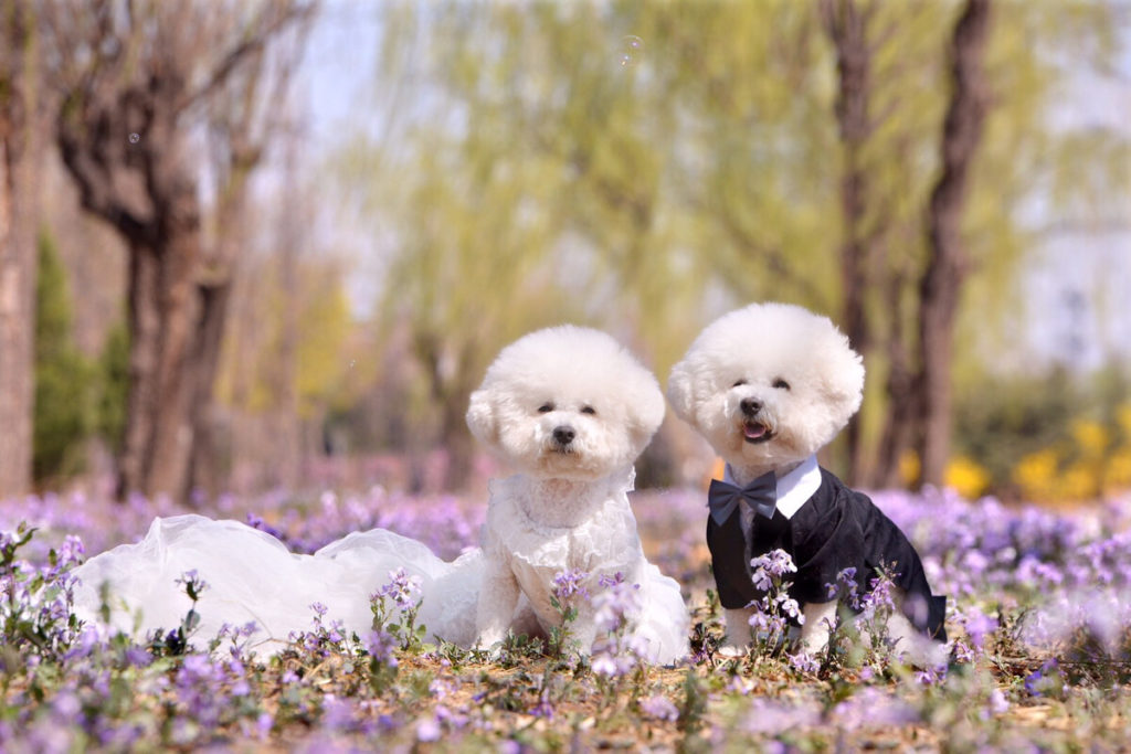 Here are the reasons why you need to pay attention when thinking about the right fruits to feed your Bichon Frise.