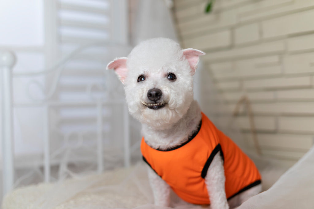 Bichon Frise Coat Care