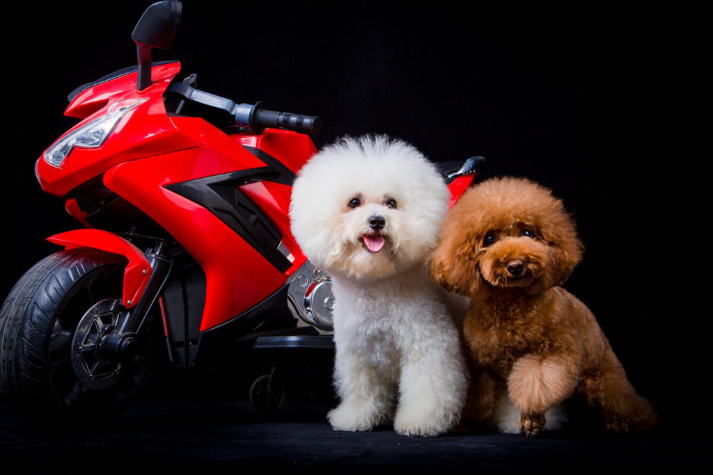 Can Bichon Frise Eat Mushrooms?