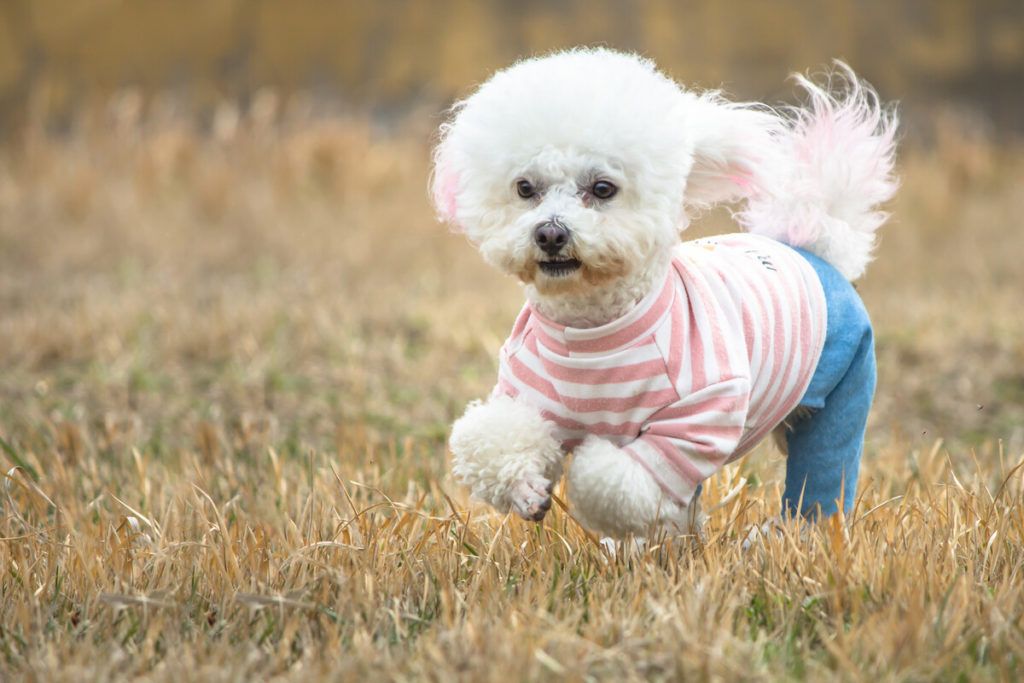 What human food outlet can bichon frise eat