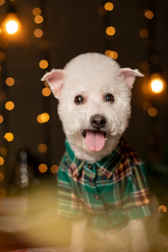 Can Bichon Frise Eat Apples?