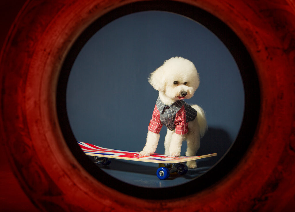 Can Bichon Frise Eat Popcorn?