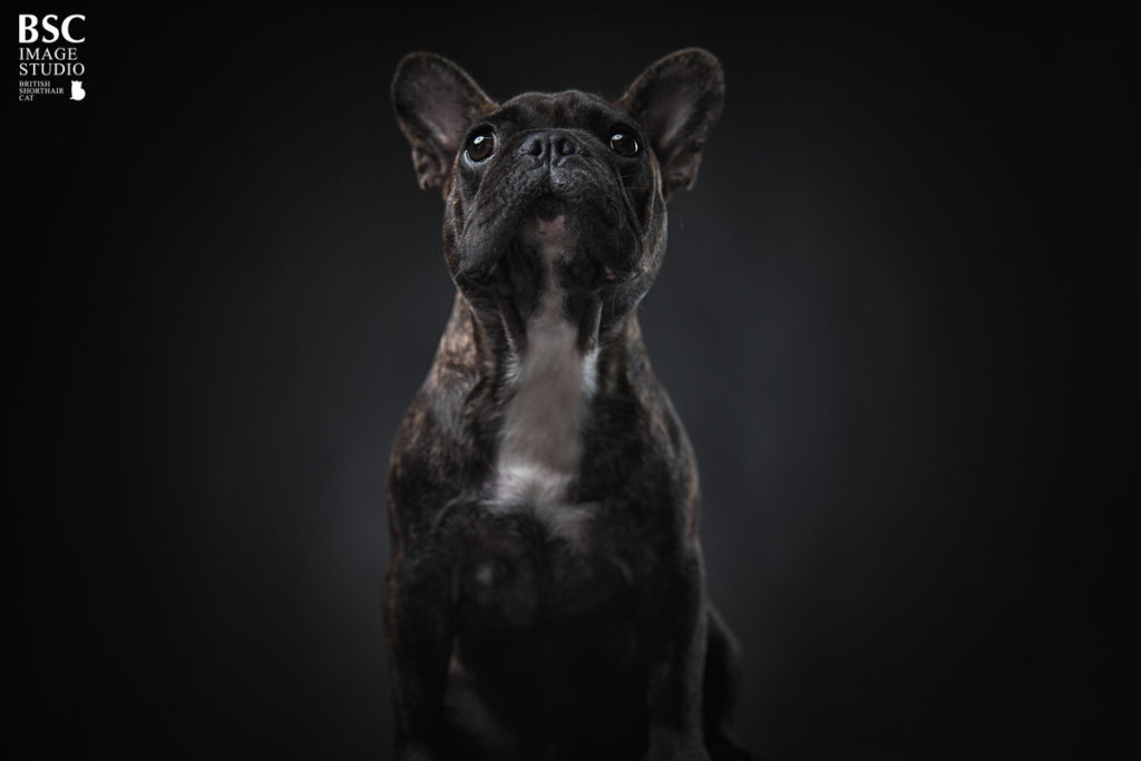 Keep Your French Bulldog Slim and Trim