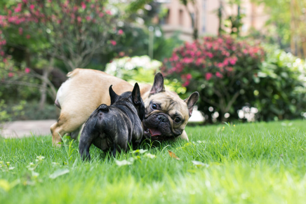 Leash Your French Bulldog