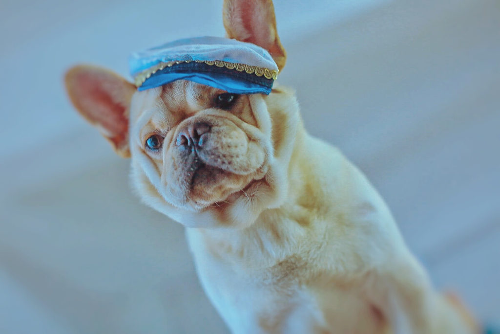 Which Dog Sports Are Good for Your French Bulldog?