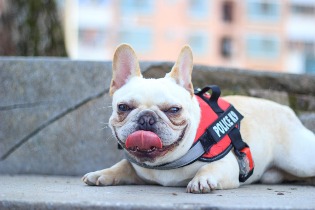 Signs That Your French bulldog is Stressed