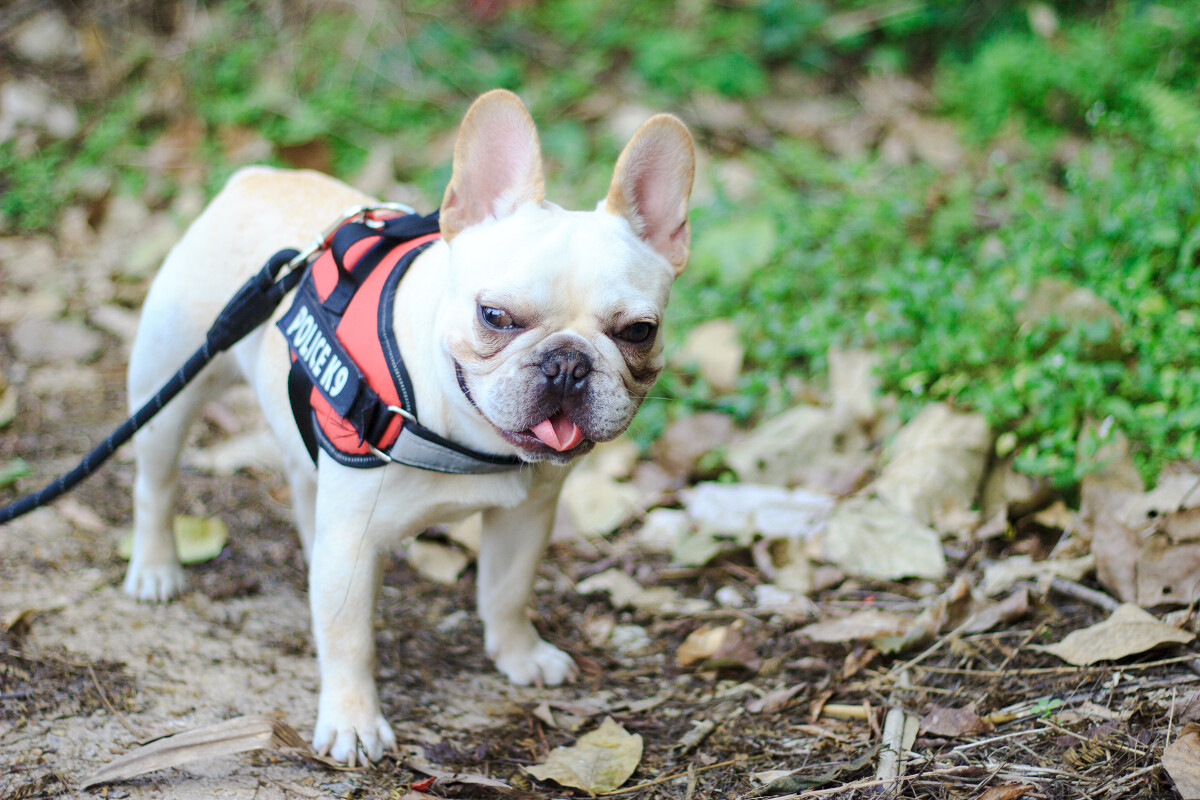 17 Signs That Your French Bulldog is Stressed and How to Deal With It ...