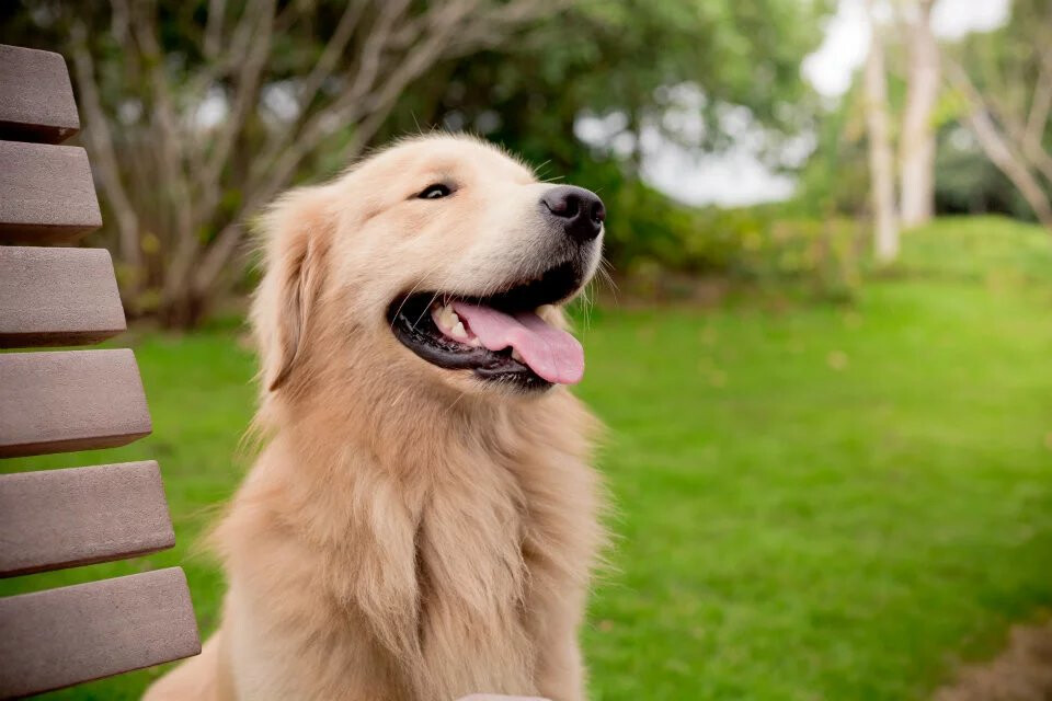 20 Foods To Avoid For a Golden Retriever