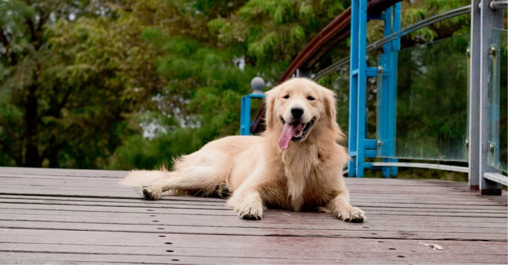 20 Foods To Avoid For a Golden Retriever