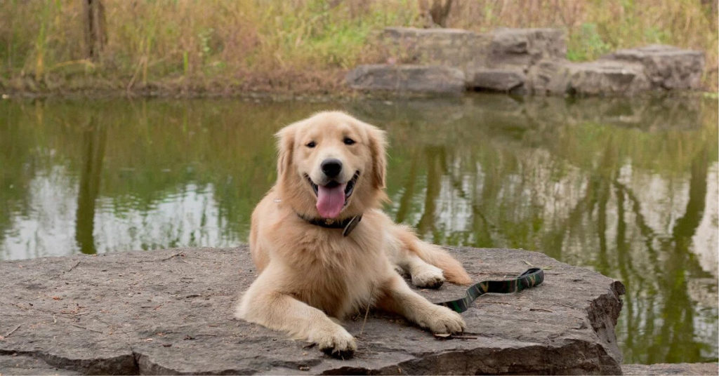 20 Foods To Avoid For a Golden Retriever