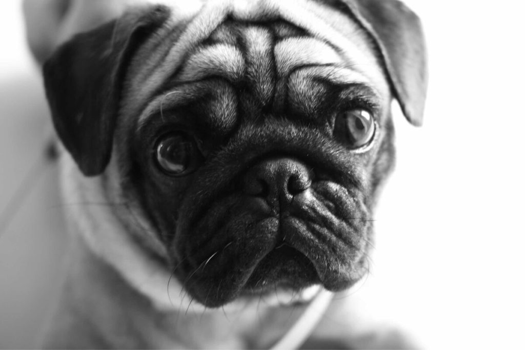 Healthy Pugs face the chance of high medicals costs, too
