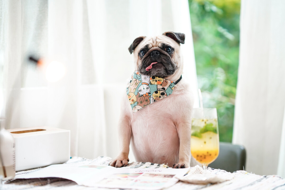 20 Reasons to Get Pet Insurance for Your Pug - SPIRE PET