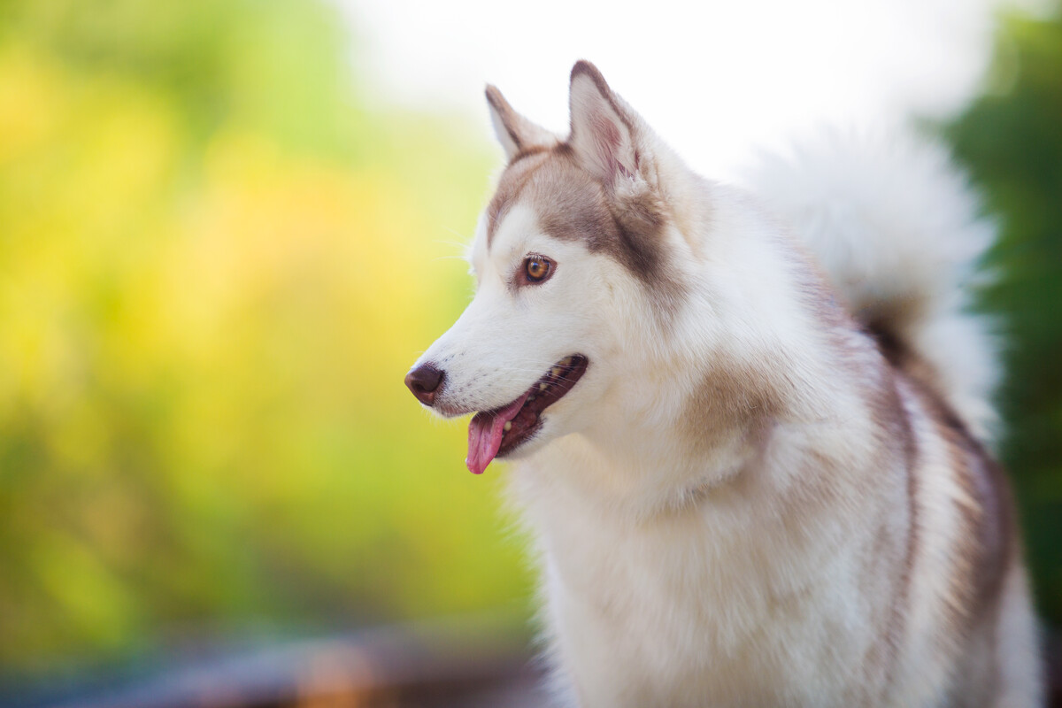 5 ways to prevent canine bloat in Siberian Huskies! - SPIRE PET