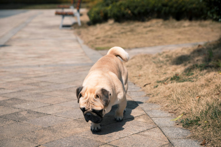 5 Ways to Stop Your Pug From Jumping Up - SPIRE PET