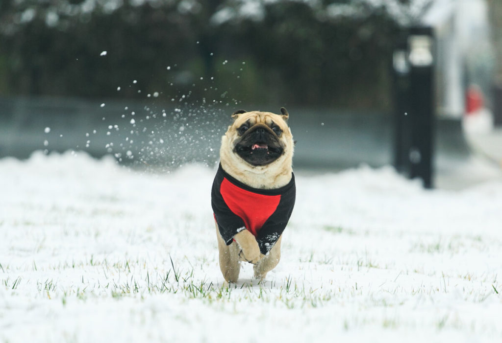 When your Pug jumps on you, take a step forward at that exact moment and give the commands “down,” and “sit”. When the Pug jumps, it stands on two legs taking away its balance for the moment. If you take that step forward, your Pug will be really out of balance and this isn’t a pleasant experience for the Pug. If you consistently do this when your Pug jumps up, it will associate jumping with an unpleasant feeling and the behavior will be discouraged.