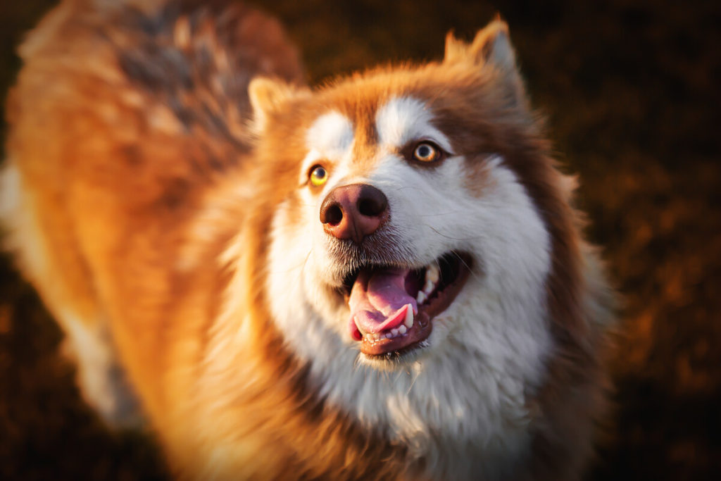 8 Best Harnesses For Alaskan Malamute!