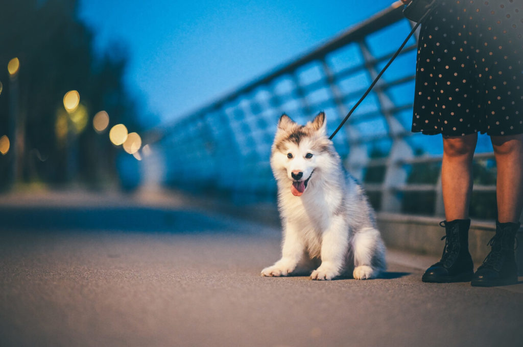 Reduce injuries for your Alaskan Malamute