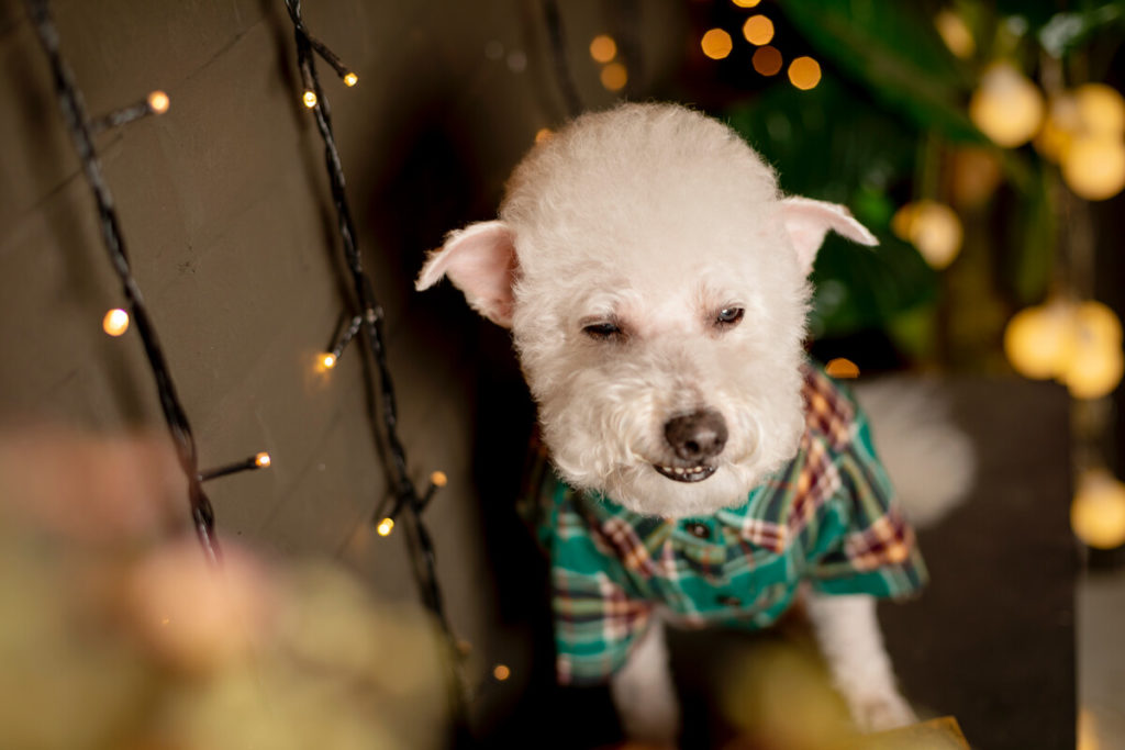 The Ideal Age for Children to Play with Bichon Frise Puppies