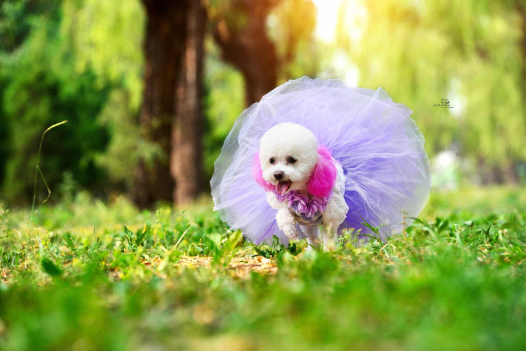 Can Bichon Frise Hurt Small Children?