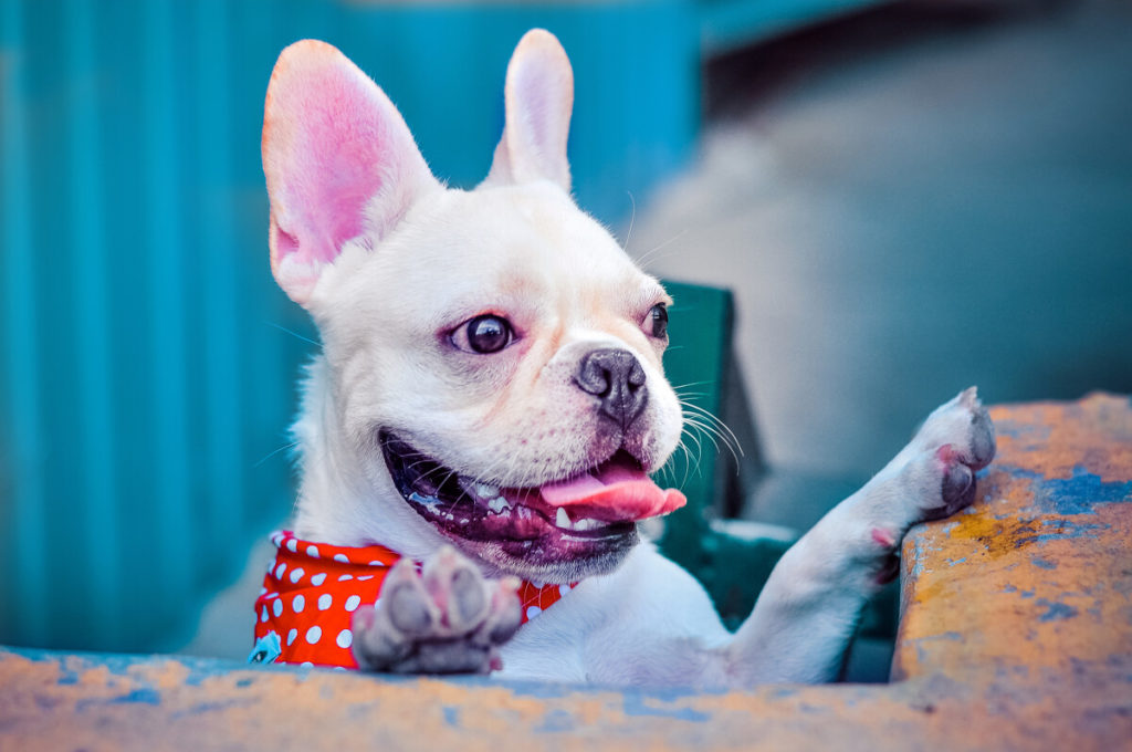 20 Steps to Control Your French bulldog Allergy.