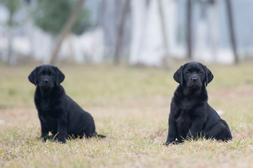 Labradors are a Good Choice