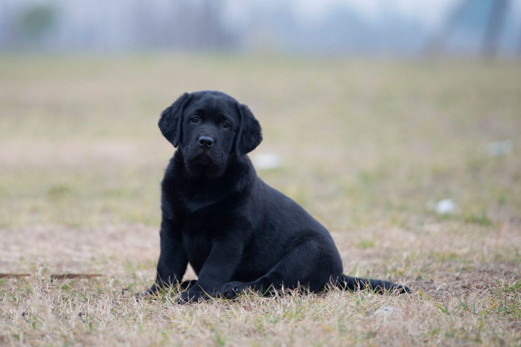 Why Would a Labrador Be Aggressive?