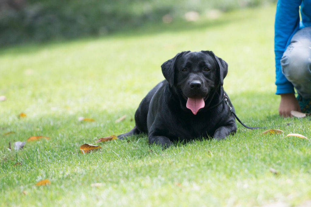 Aggression in Labradors