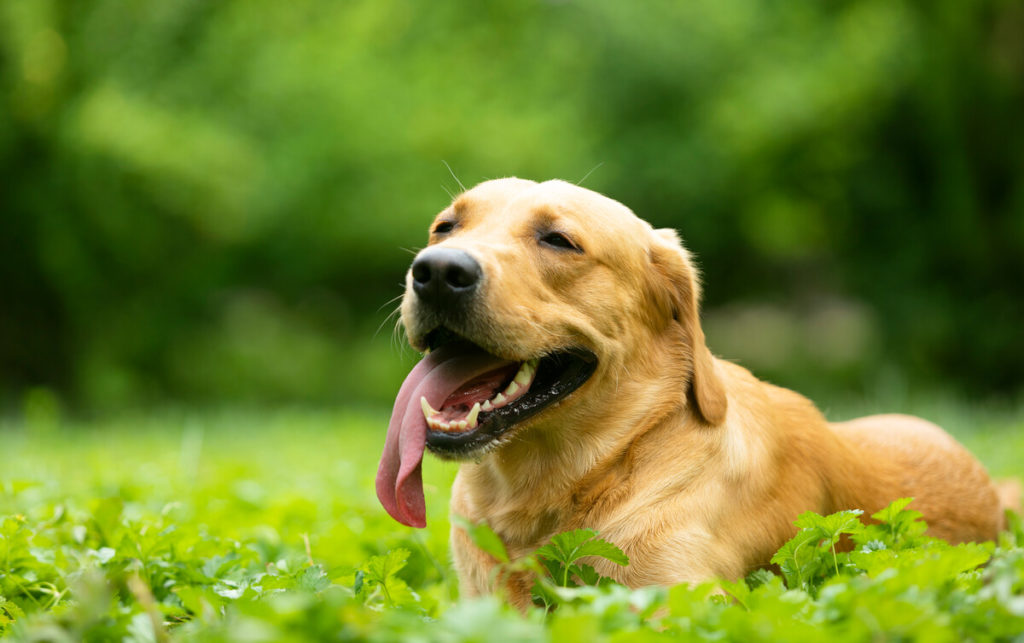 How Long Does It Take To Train A Labrador?