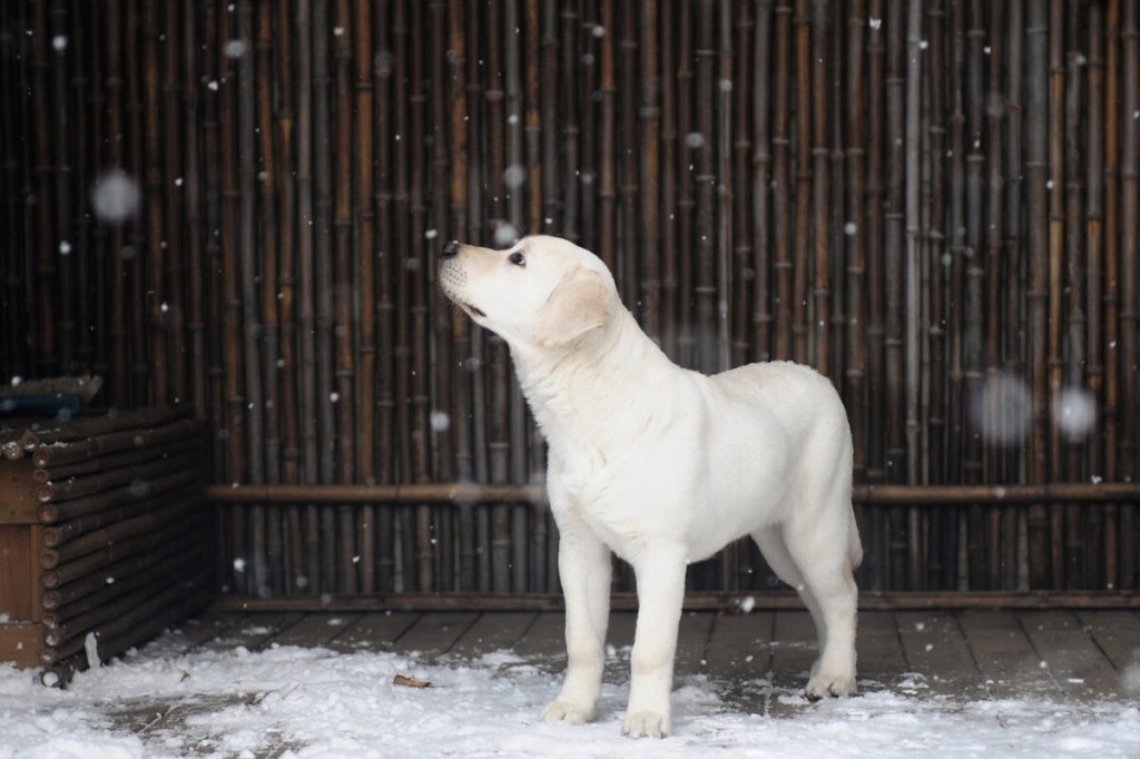 Are Male Or Female Labradors Easier To Train?