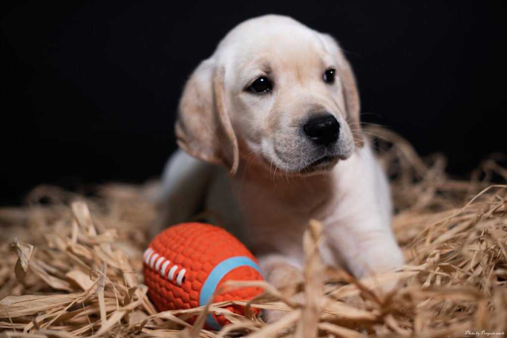 6 Tips For Training Your Labrador