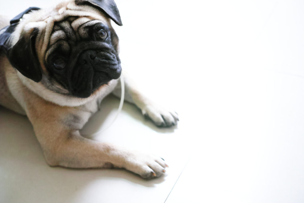 How to stop your Pug from being jealous?