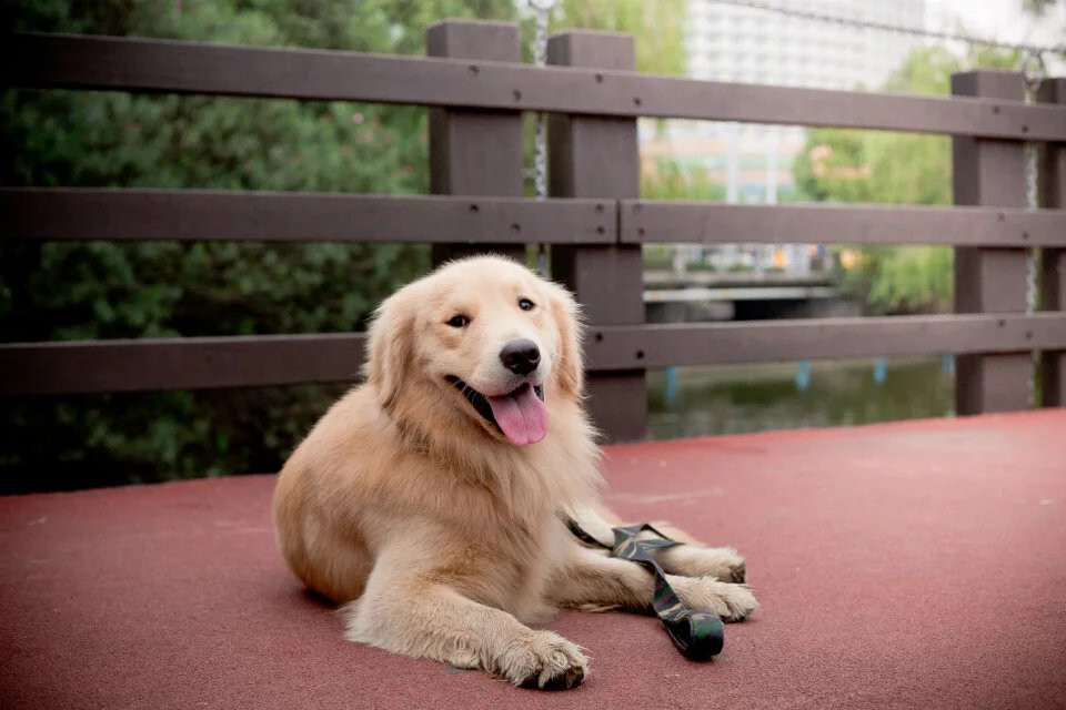 Can Golden Retrievers swim naturally?