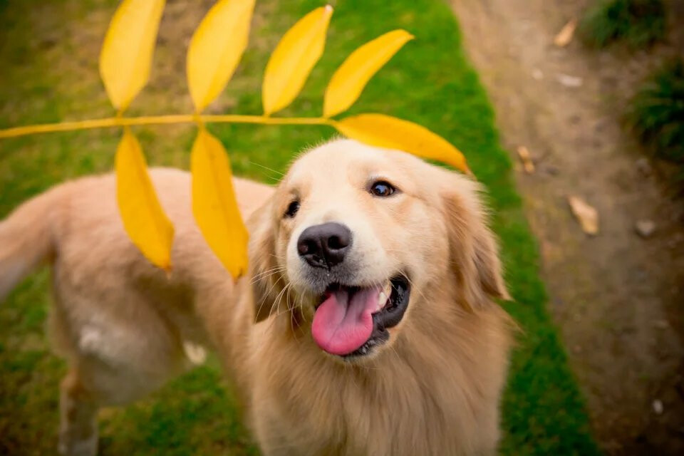 At What Age Can Golden Retriever Puppies Swim?