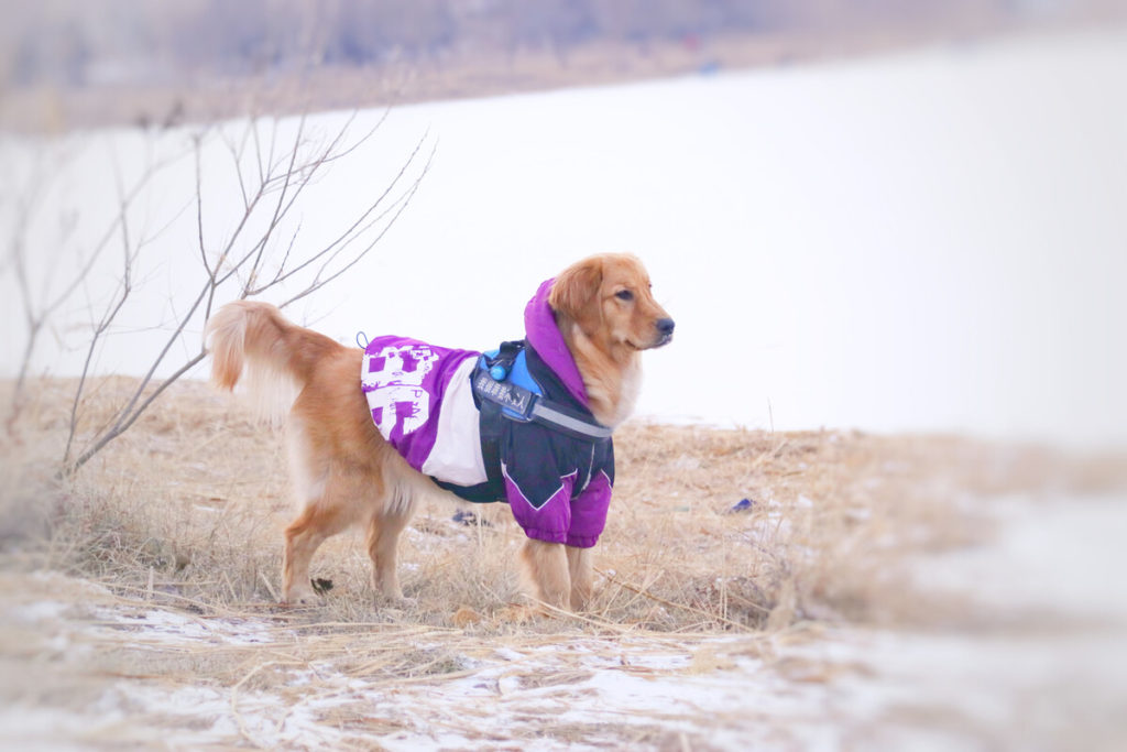 At What Age Can Golden Retriever Puppies Swim?