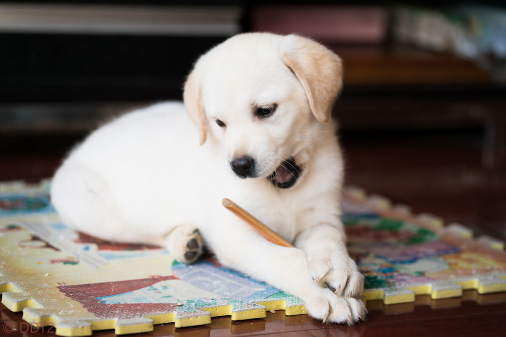 When to feed your puppy