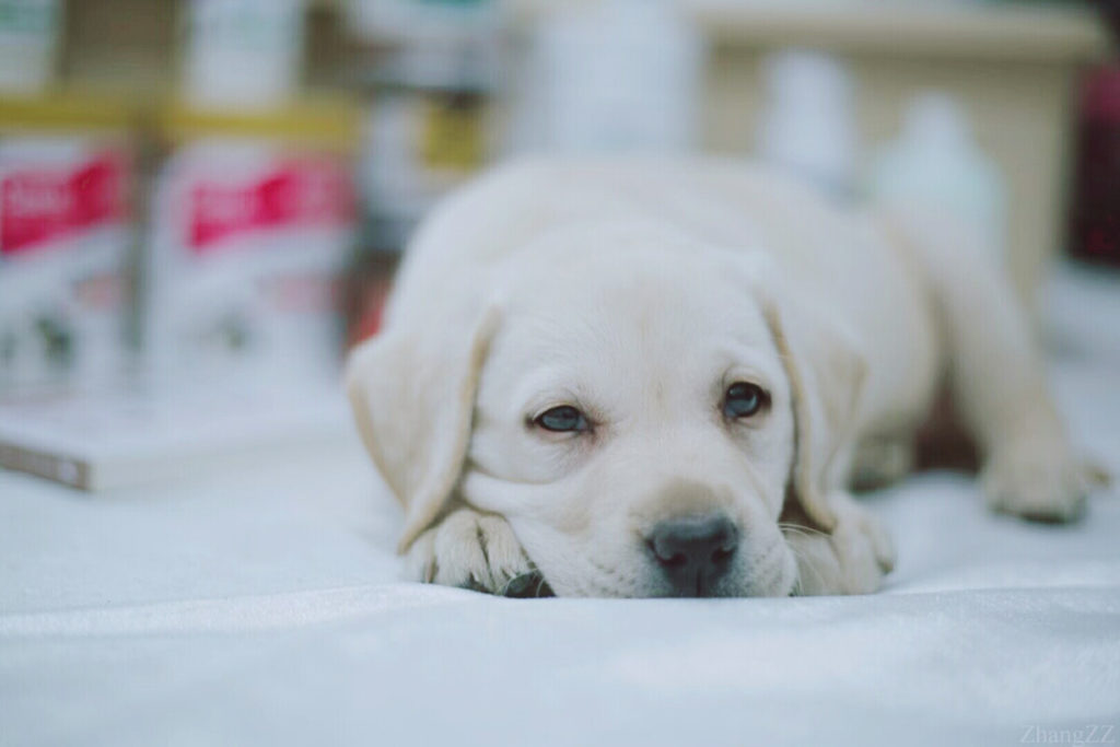 It is normal for a lot of dog foods to feature some type of by-product of these protein sources (chicken meal, for example). However, the main protein source in the best puppy foods for Labradors should be the actual meat, not a by-product.