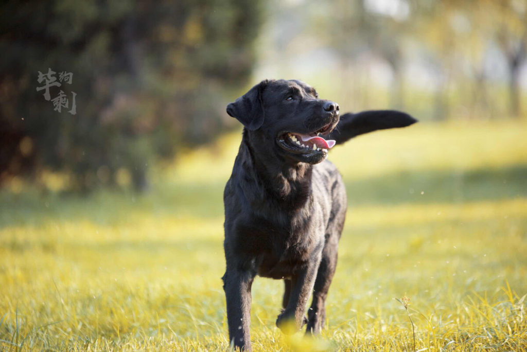 What to Look For in Puppy Foods?