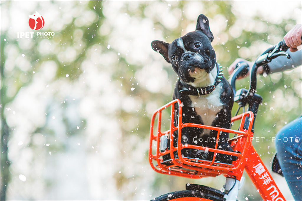 Can French Bulldogs Eat Tomato?