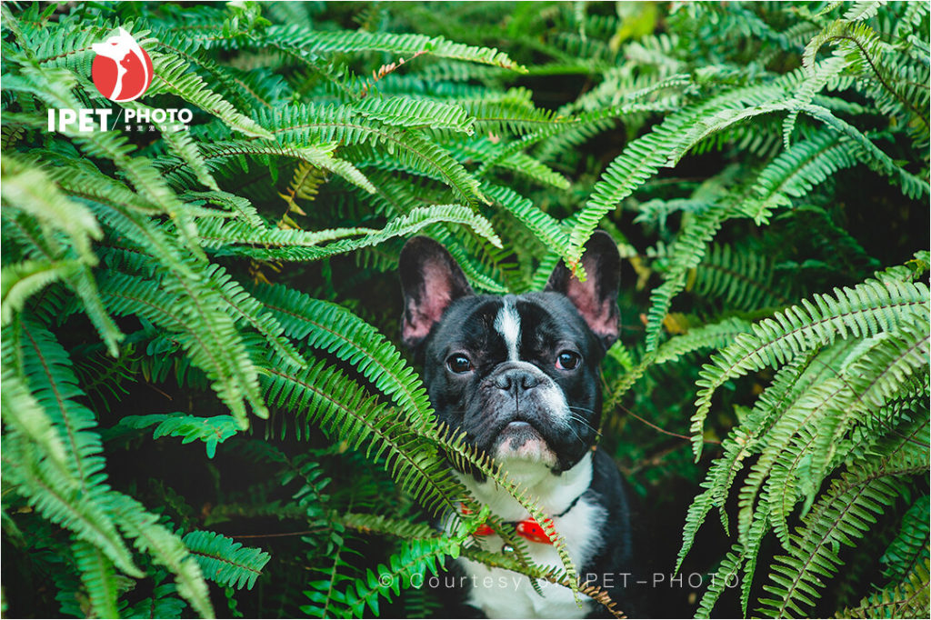 Can French Bulldogs Eat Plantain?