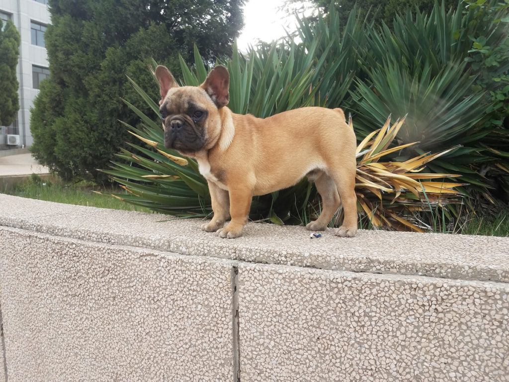 Can French Bulldogs Live in Apartments? The Ultimate Guide