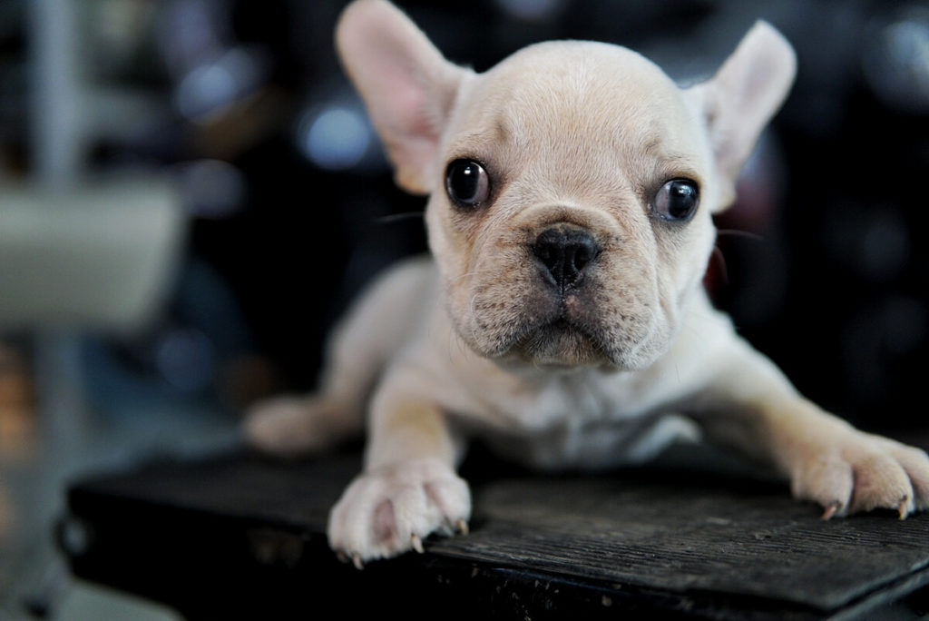 How to Choose your French Bulldog. Which is Best for My Apartment