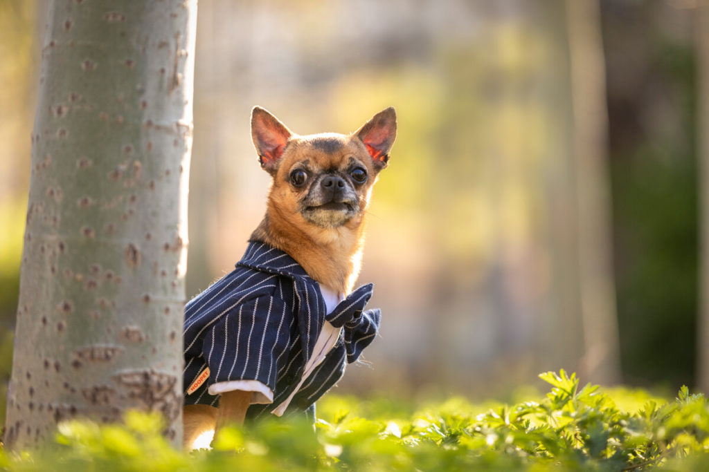 Distract your Chihuahua with a stuffed Kong toy