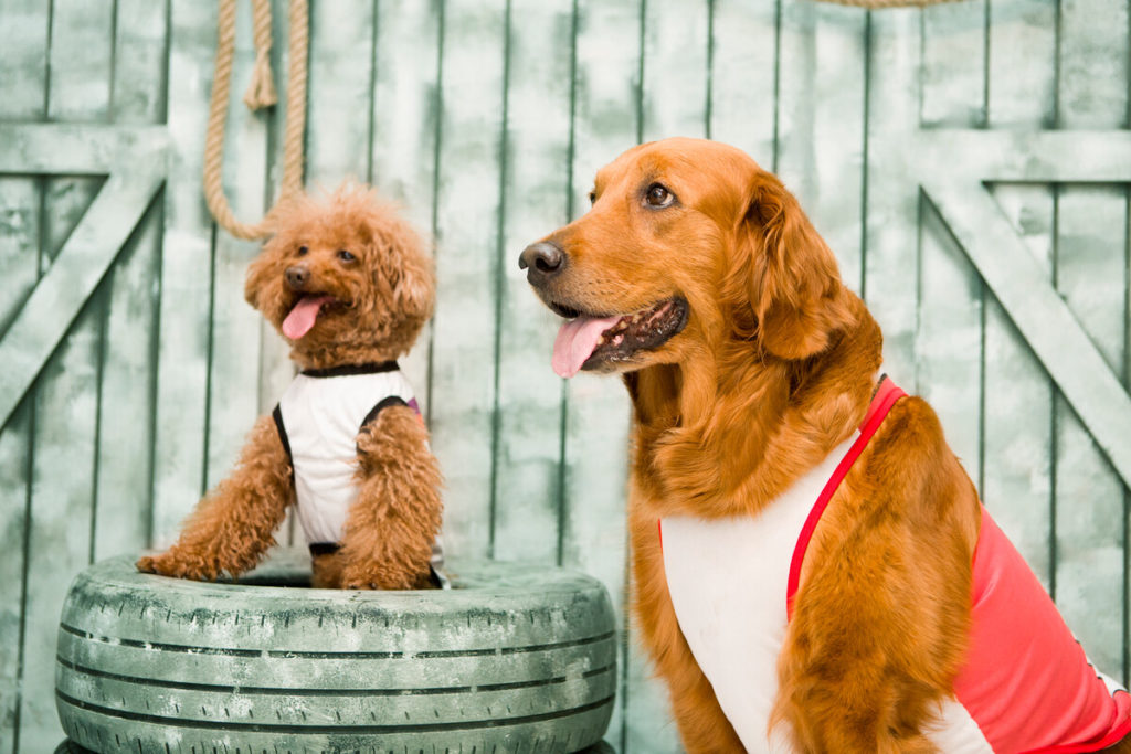 Do Golden Retriever bark a lot? All you need to know