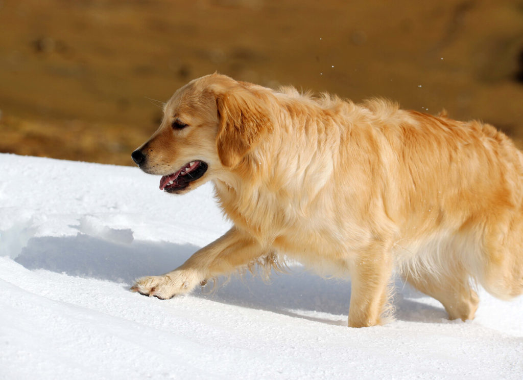 Is your Golden Retriever bored or frustrated