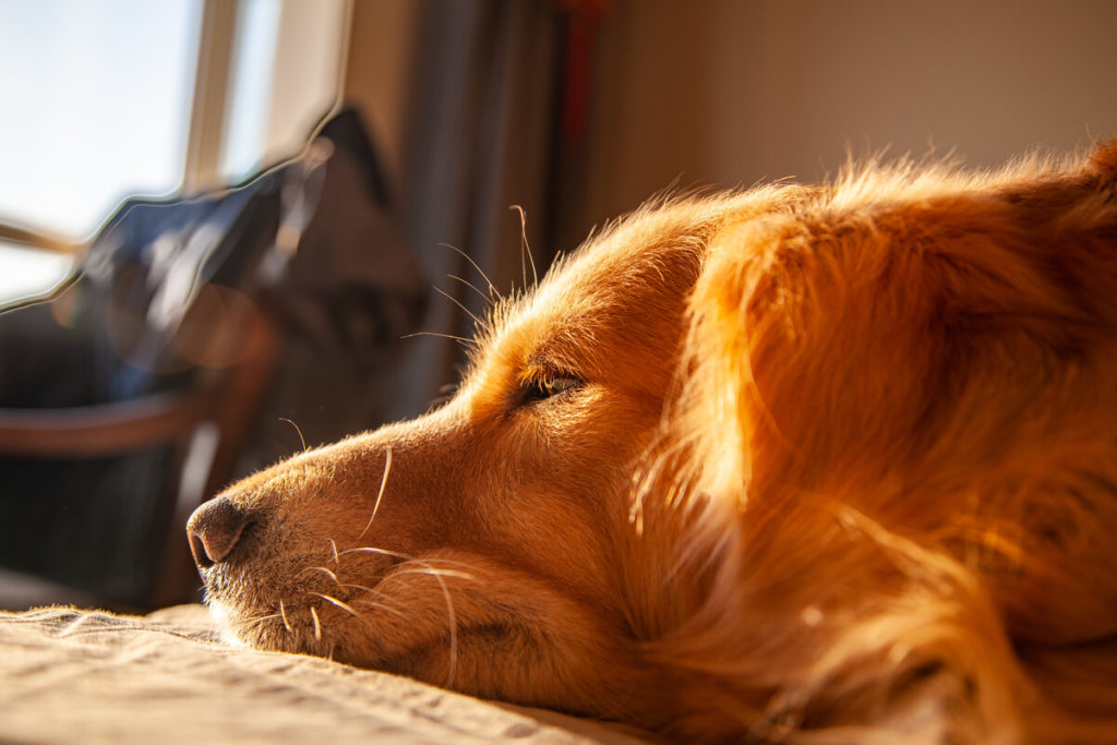 Golden puppy barking due to anxiety from separation